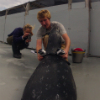 Marine Vertebrate Biologists at work. Reichmuth Pinniped Lab. Sprouts gets fitted for a GoPro.